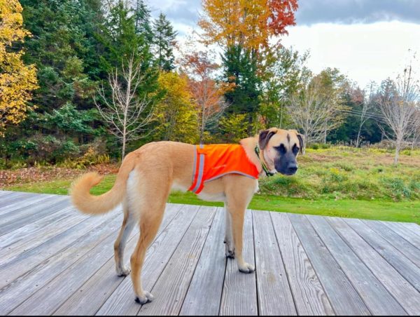 Lite Dog Vest. Coverage to Mid Back. Reflective Hi Visibility Blaze Orange Fluorescent Fabric Helps to Keep Them in Sight and Safe On and Off Leash. - Image 6