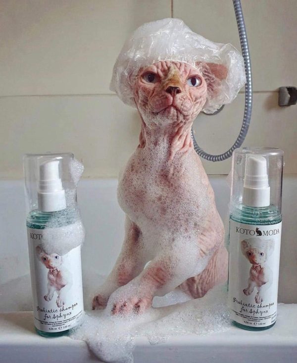Probiotic Shampoo for Sphynx Cats (4.22) - Image 4